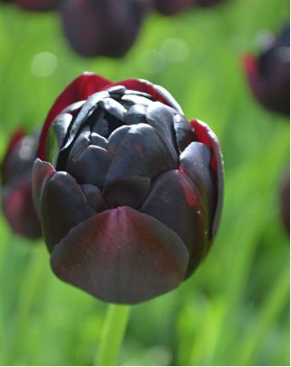 郁金香黑色英雄 - 郁金香黑色英雄 -  5个洋葱 - Tulipa Black Hero