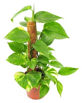 Coconut plant support stake - 32 mm / 60 cm