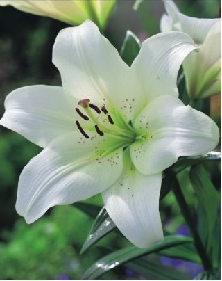 Baumlilie Lilium Pretty Women