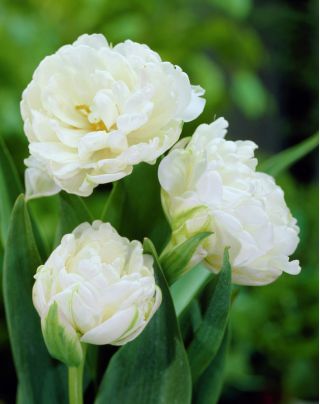 Tulipa Mount Tacoma - Tulip Mount Tacoma - 5 bulbs