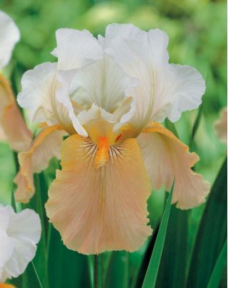 Iris germanica Slavnostní sukně - cibule / hlíza / kořen