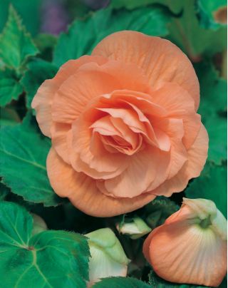 Begonia ×tuberhybrida - zalm - pakket van 2 stuks