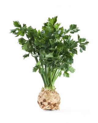 Celeriac, คื่นฉ่ายราก "Zagloba" - หลากหลายสีขาวและมีกลิ่นหอม - 1800 เมล็ด - Apium graveolens