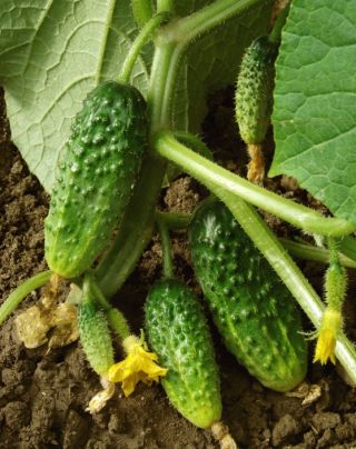 Uborka - Wisconsin SMR 58 - 250 magok - Cucumis sativus