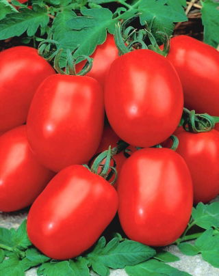 Dwarf field tomato 'Awizo' - early, very productive, resistant to potato blight