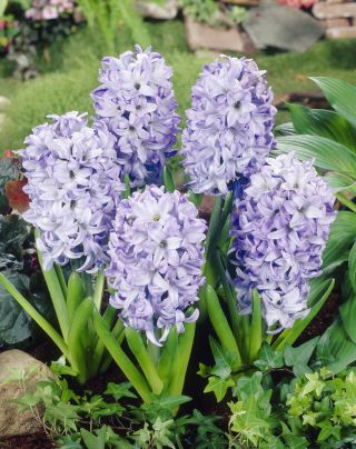 Hyacinthus Sky Jacket - Hyacinth Sky Jacket - 3 bulbs