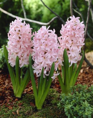 Jacinthe d'Orient - Lady Derby - paquet de 3 pièces -  Hyacinthus orientalis