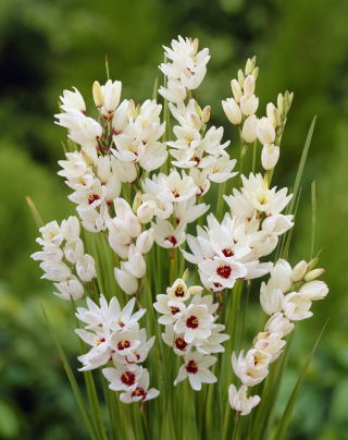 Ixia "Giant" - suur pakk! - 150 tk. - 