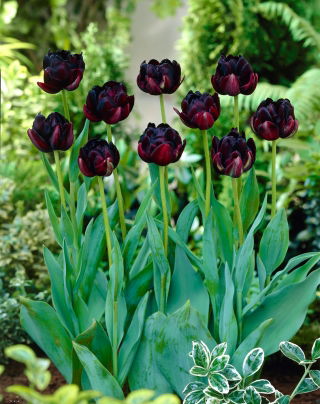 郁金香黑色英雄 - 郁金香黑色英雄 -  5个洋葱 - Tulipa Black Hero