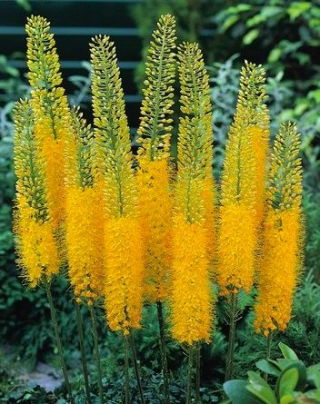 Himalaya Foxtail Lily - Bungei - Stor pakke! - 10 stk; Ørkenlys