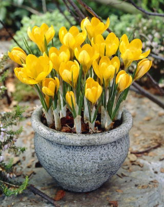 الزعفران الذهبي الأصفر - 10 البصلة - Crocus Golden Yellow