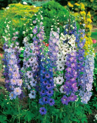 Évelő szarkaláb - színkeverék - Delphinium x cultorum - Magas tüskék, élénk évelők - Friss vetőmagok