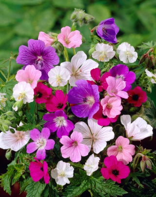 Storchschnäbel – Geranium - Sortenmischung