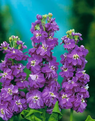 Garten-Levkoje 'Excelsior' - violett-blau