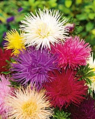 Aster - Needle - Mixed - Callistephus chinensis - Eye-Catching Needle-Like Blooms - Fresh Seeds