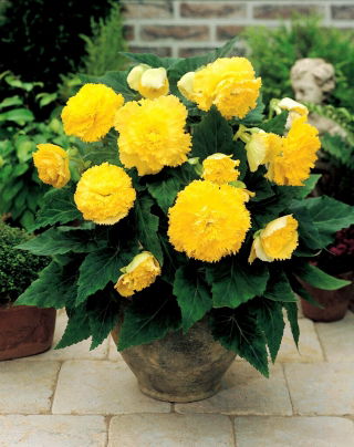 Begonia Fimbriata Yellow - 2 луковици