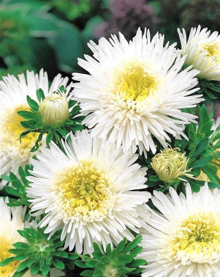 Patuljasta aster "Srebrna Garza" - bijela - 450 sjemenki - Callistephus chinensis  - sjemenke