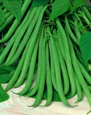 矮小的绿色法国豆“Delinel” - Phaseolus vulgaris L. - 種子