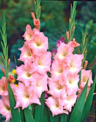 Gladiolus Rose Supreme - 5 bulbs