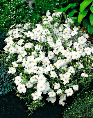 White cupflower; Nierembergia