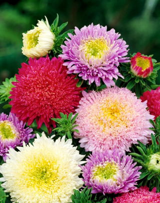 Prince Aster - 625 semen - Callistephus chinensis - semena