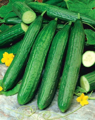 Gurka - Caruso F1 - 35 frön - Cucumis sativus