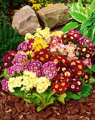 Garten-Aurikel - Primula x pubescens – 110 Samen