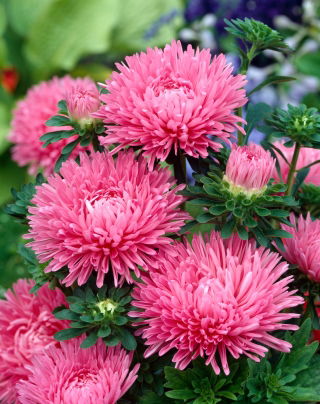 Dverg aster "Polo" - blekrosa - 