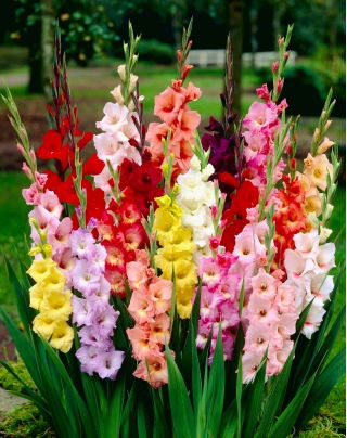 Glaïeuls - mix - paquet de 5 pièces - Gladiolus