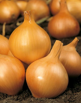 Matlök - Wolska - behandlade frön - Allium cepa