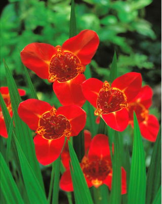 Tigridia, Tiger Flower Red - 10 žarnic