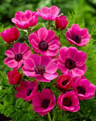 Anemone – Sylphide  – 40 pcs