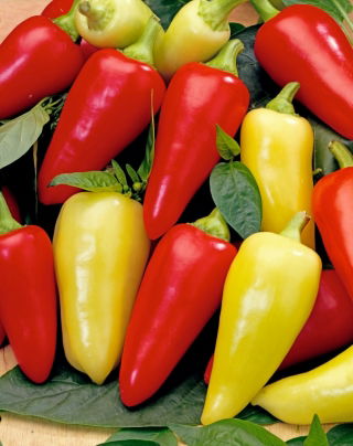 พริกไทย "Monanta" - ยาว, ปลายแหลม, สีแดง, สีเหลือง, สีแดงหรือสีเหลืองสำหรับปลูกในไร่ - Capsicum L. - เมล็ด