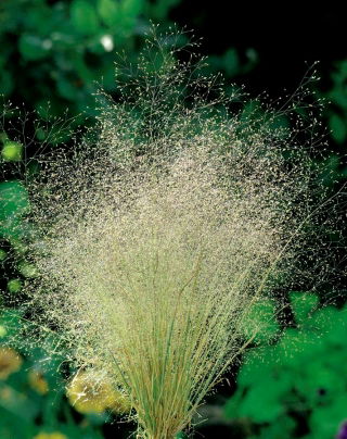 Cloud Grass seeds - Agrostis nebulosa - 3000 semien - Agrostis castellana - semená