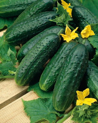Uhorka "Nadusha F1" - pole, morenie, holandská odroda - 40 semien - Cucumis sativus - semená
