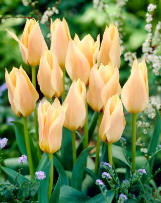 Tulip 'Für Elise' - 5 pcs