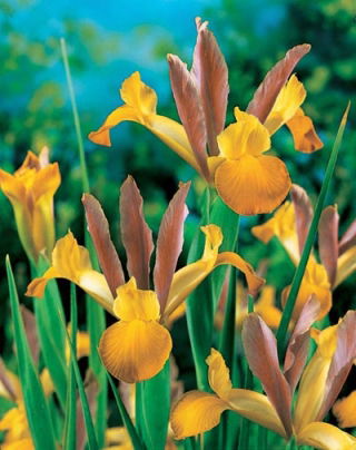 Hollandsk iris - Bronzedronning - stor pakke! - 100 stk.