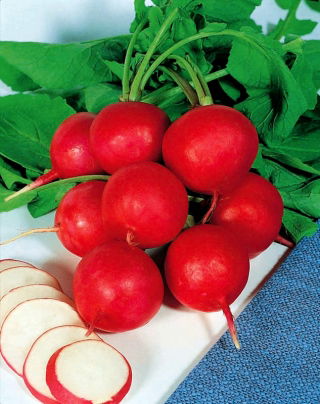 Radish Gama - runda röda rötter - 