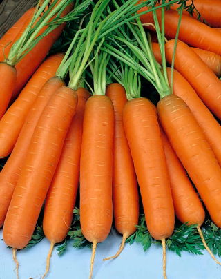 Carrot Nantes 5 - Fantazja - một giống sớm trung bình - 