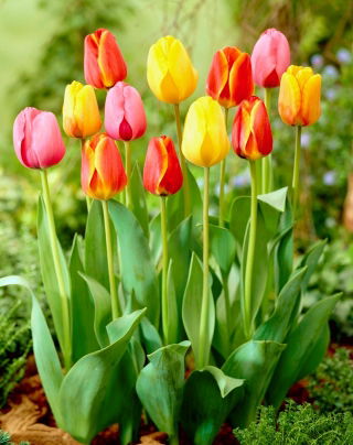 Dreifarbiger Tulpen-Satz - große Packung - 45 Stück