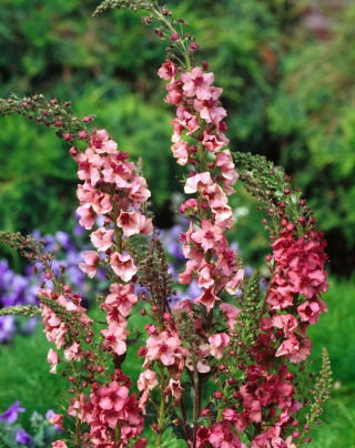 Fleråriga Mullein blandade frön - Verbascum sp. - 700 frön