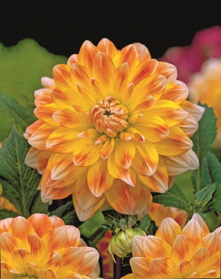 Dahlia - Peaches and Cream - large pack! - 10 pcs