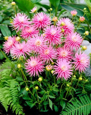 Dahlia - Park Princess - large pack! - 10 pcs