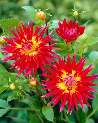 Dahlia - Bora Bora - grand pack ! - 10 pieces