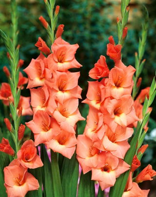 Gladiolus Jessica - veľké balenie! - 50 ks