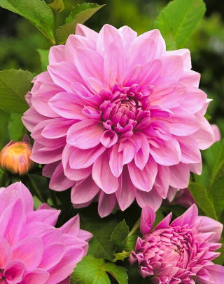 Dahlia - Lavender Perfection - XL-pakke! - 50 stk.