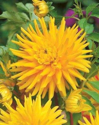 Gul kaktus dahlia - Dahlia kaktus Gul - XL pakke! - 50 stk
