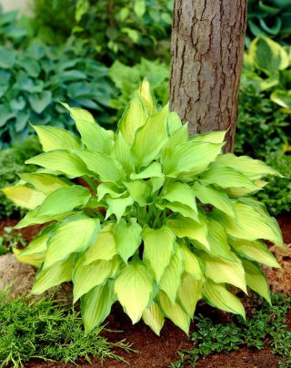 Lady Guinevere hosta, útifű liliom - sötét rózsaszín virág