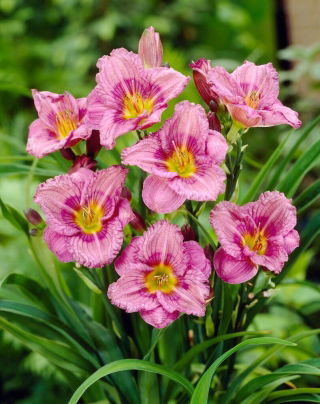 Siloam New Toy daylily