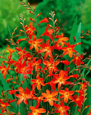 Carmine Brilliant crocosmia - orange-yellow - large package! - 100 pcs